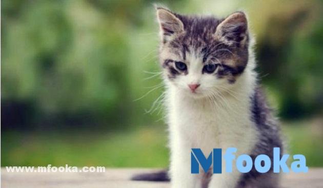 أسماء قطط ذكور 2024 | بالعربي وبالانجليزي +400 أسم مبتكر