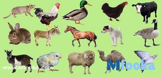 اسم صوت الحيوانات