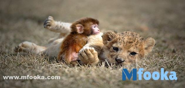 اسماء صغار الحيوانات 