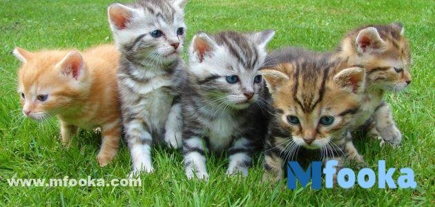 اسماء قطط اناث