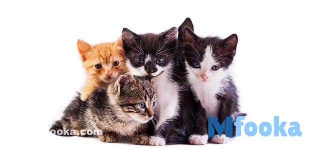 اسماء قطط اناث